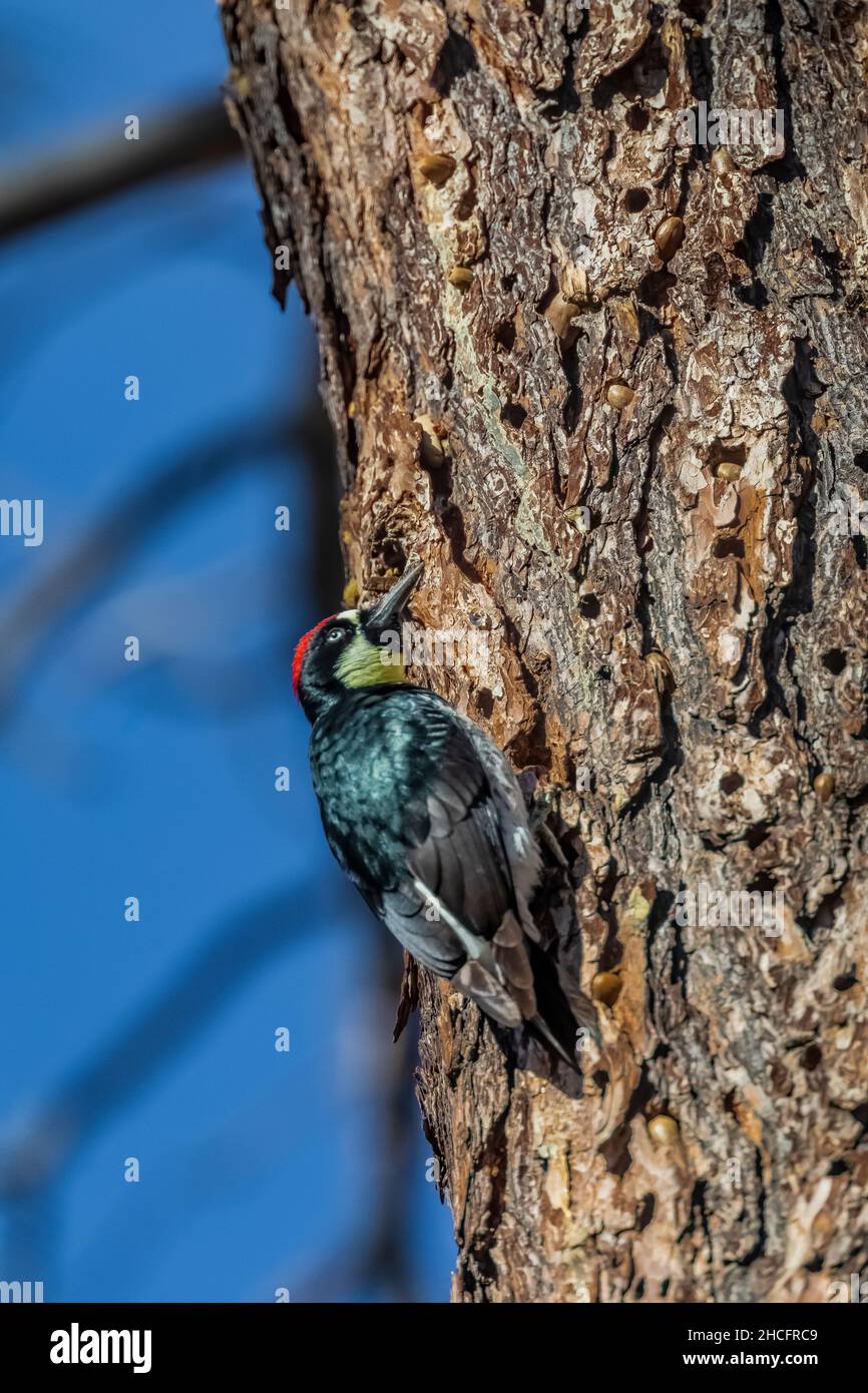 Acorn Woodpecker, Melanerpes formicivorus, drilling hole in Gray Pine granary tree in Pinnacles National Park, California, USA Stock Photo