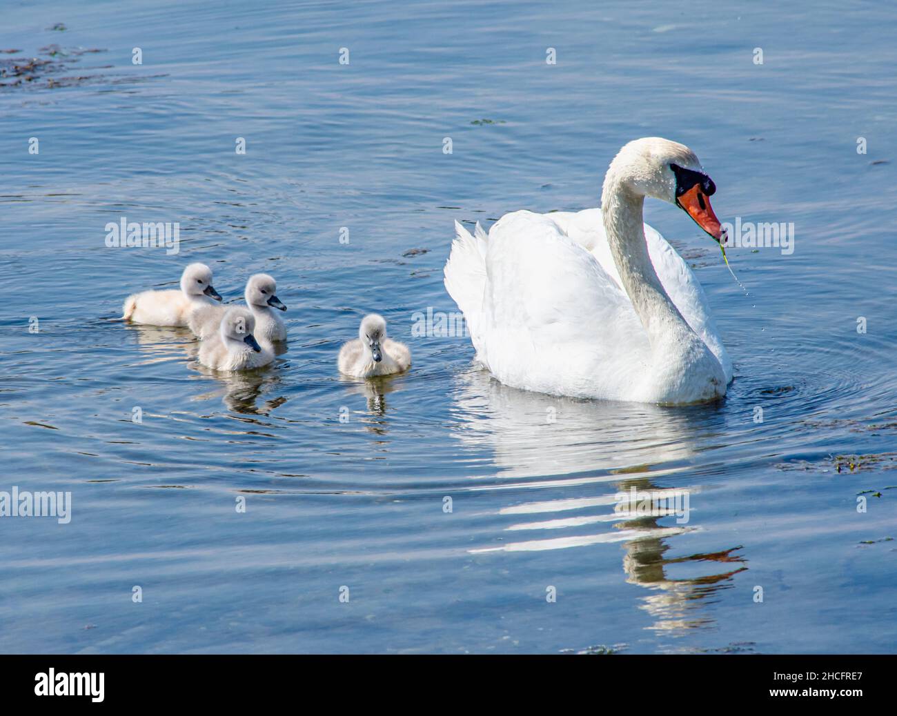 Mute Swan parent (Cygnus olor) with young cygnets on calm water. Copy space. Stock Photo