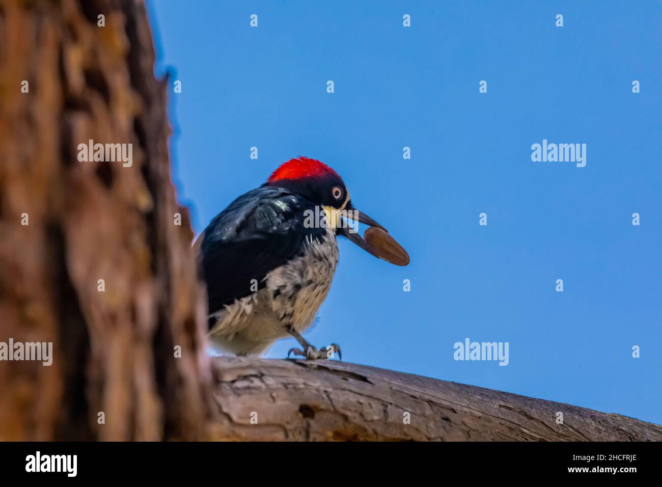 Acorn Woodpecker, Melanerpes formicivorus, with an acorn in its bill in Pinnacles National Park, California, USA Stock Photo