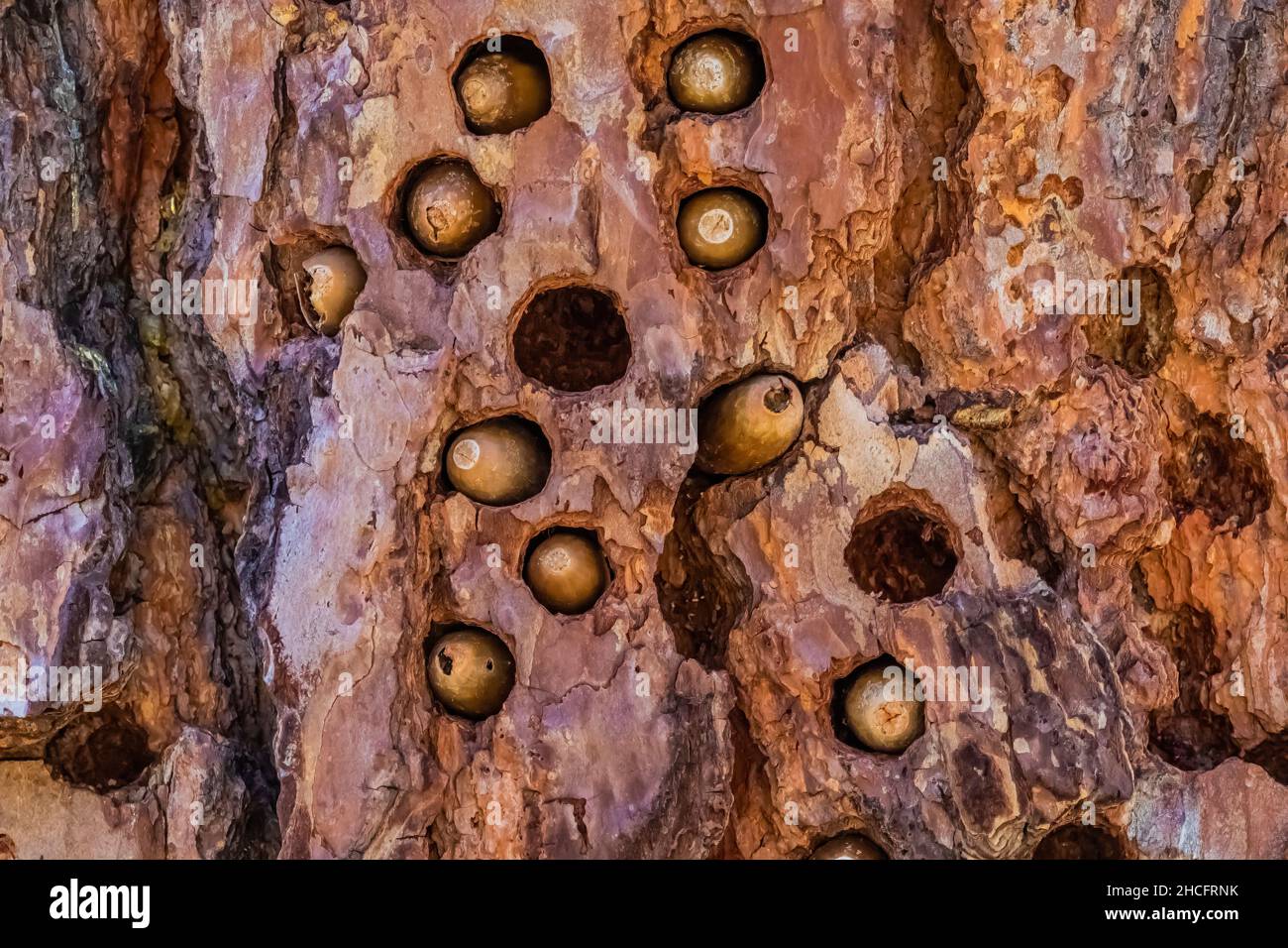 Acorn Woodpecker, Melanerpes formicivorus, granary tree with stored acorns in Pinnacles National Park, California, USA Stock Photo