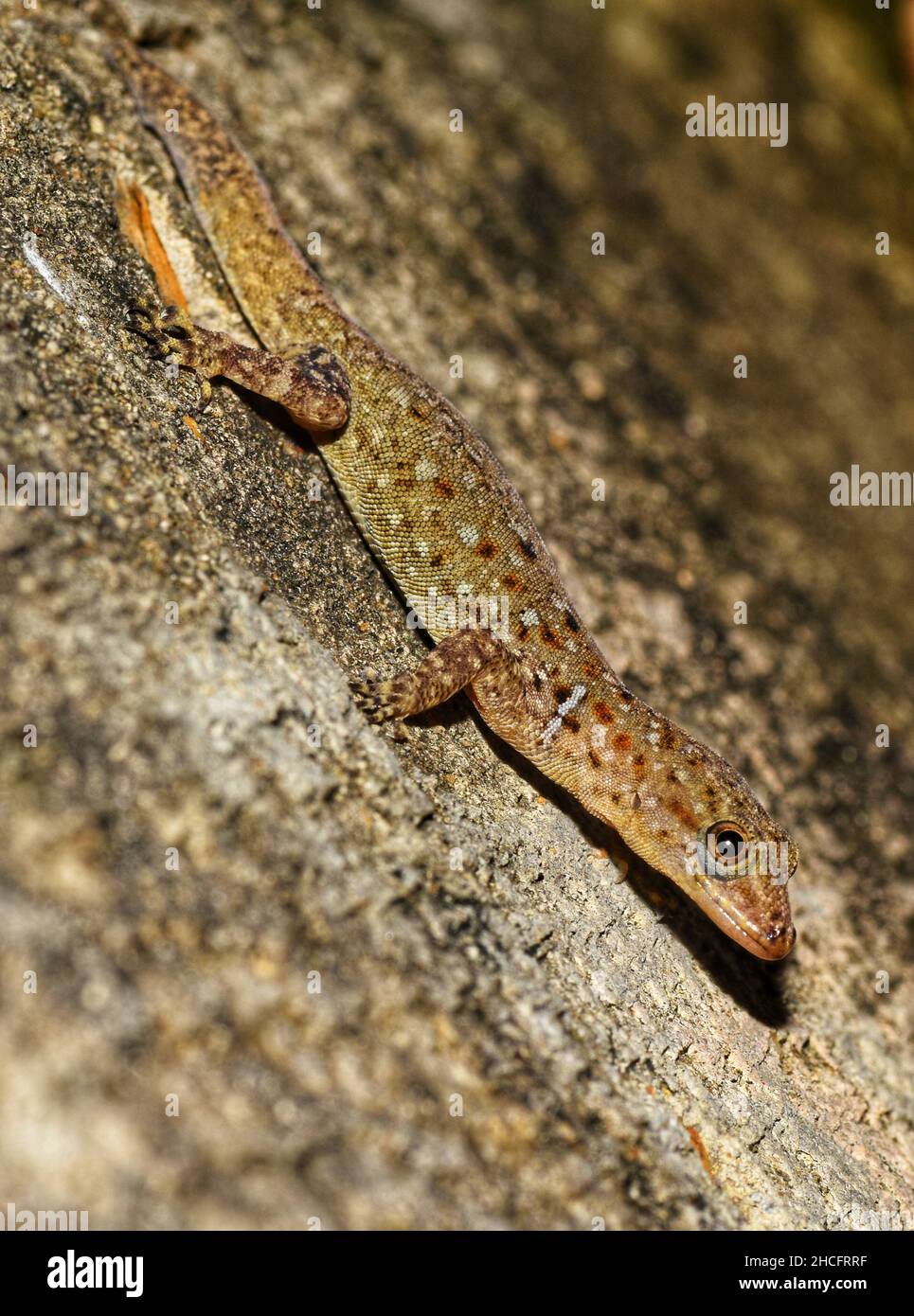 Wiegmann's striped gecko scientifically known as Gonatodes vittatus. This photo was taken on the Caribbean island of Trinidad. Stock Photo