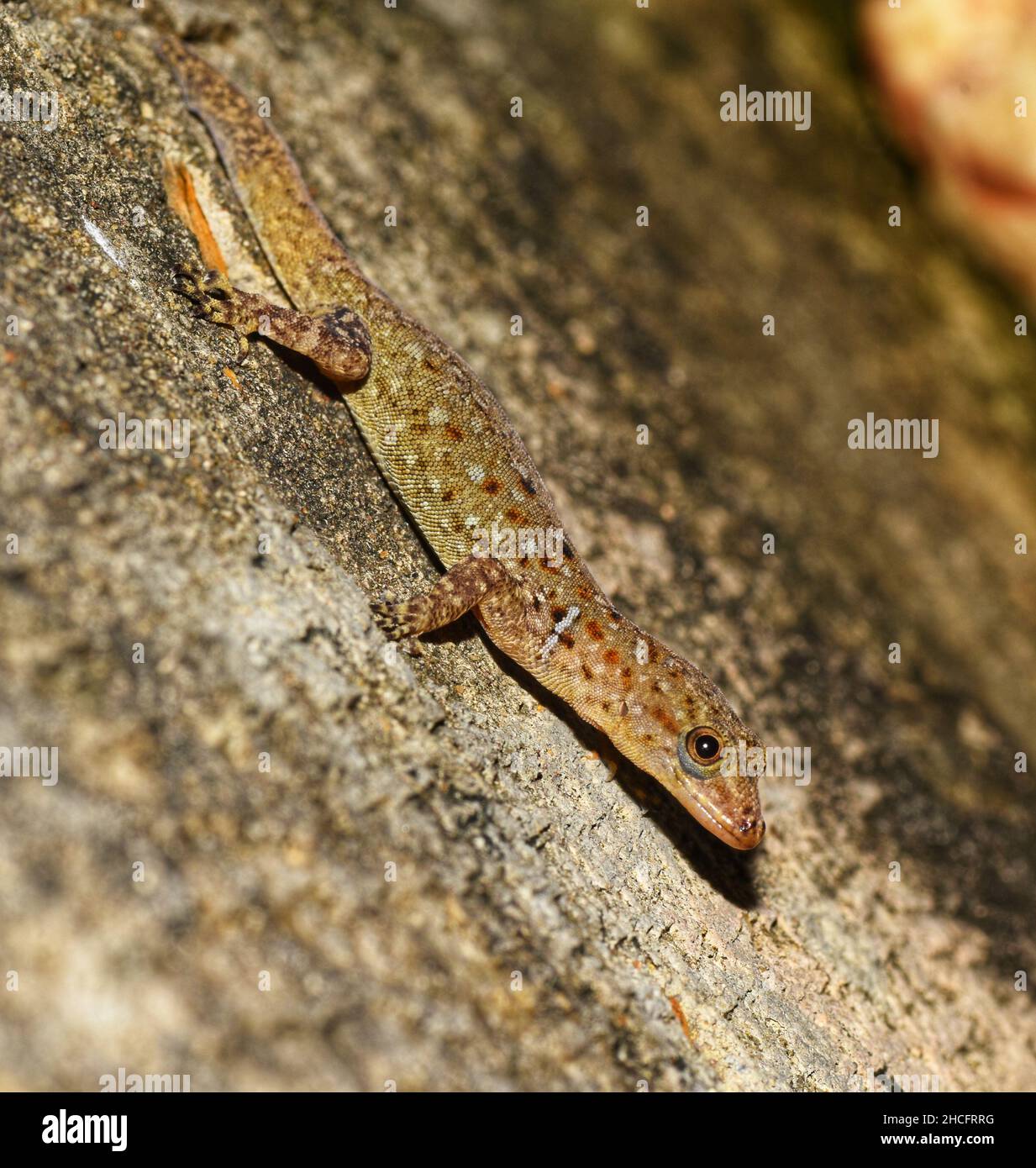 Wiegmann's striped gecko scientifically known as Gonatodes vittatus. This photo was taken on the Caribbean island of Trinidad. Stock Photo