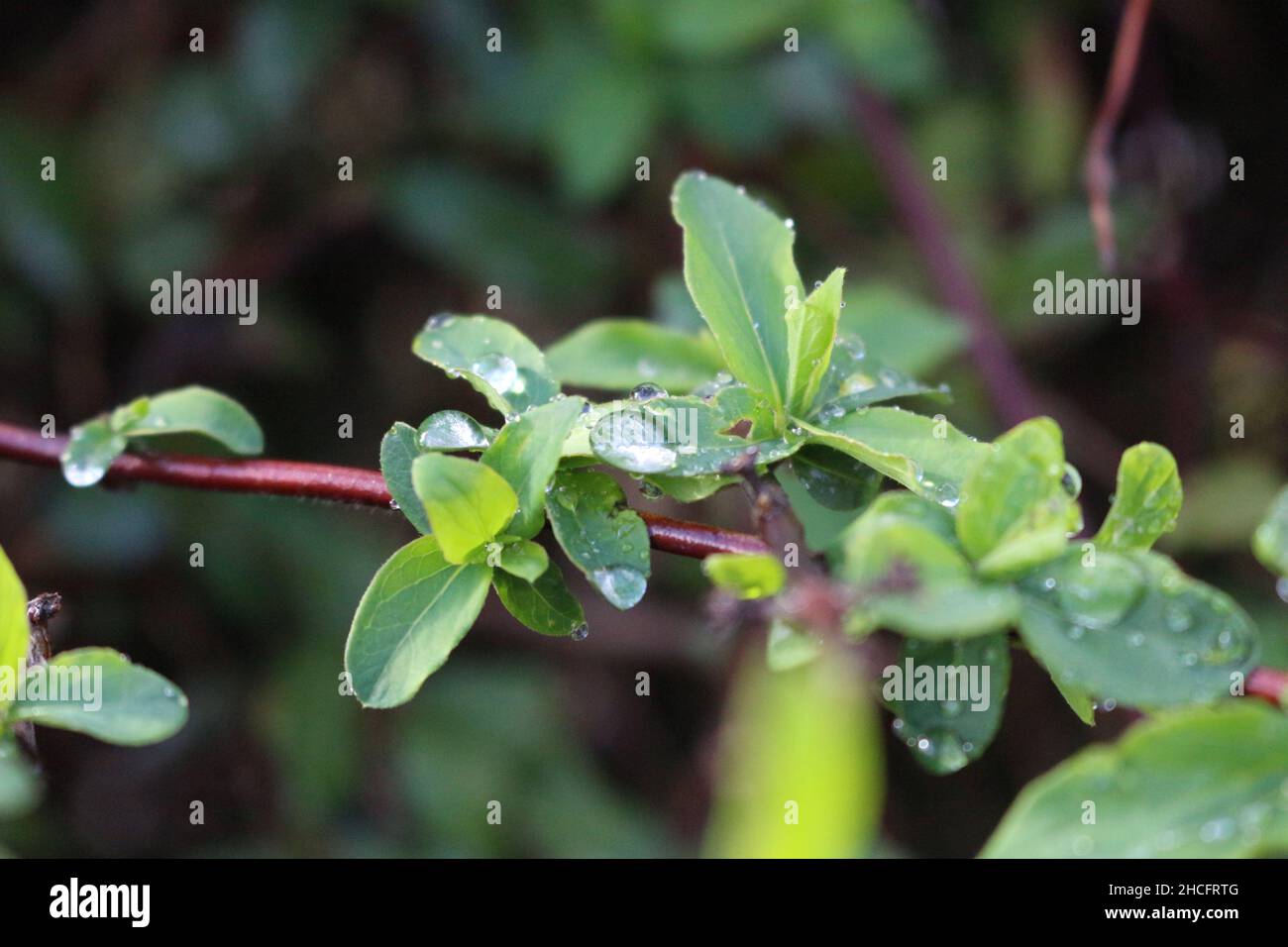 Shallow focus of drops of water on Euphorbia spathulata leaves with blurred background in the park Stock Photo