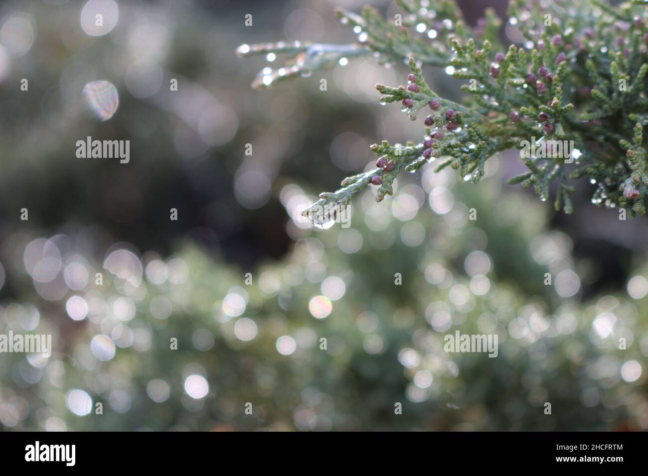 Selective focus shot of Juniperus monosperma with a blurred background on a sunny day Stock Photo