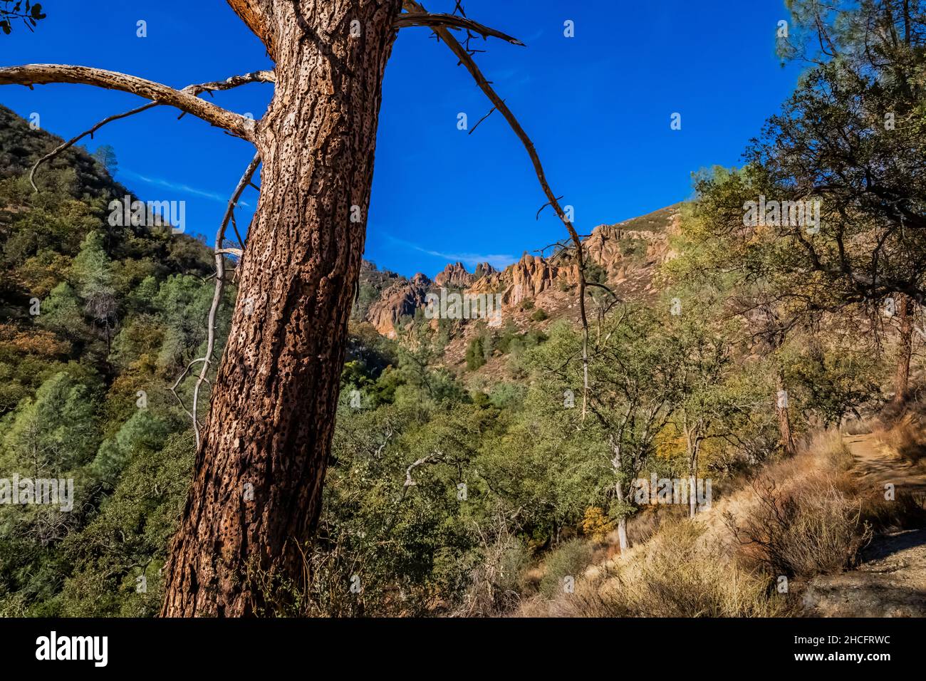 Acorn Woodpecker, Melanerpes formicivorus, granary tree with stored acorns and High Peaks behind in Pinnacles National Park, California, USA Stock Photo