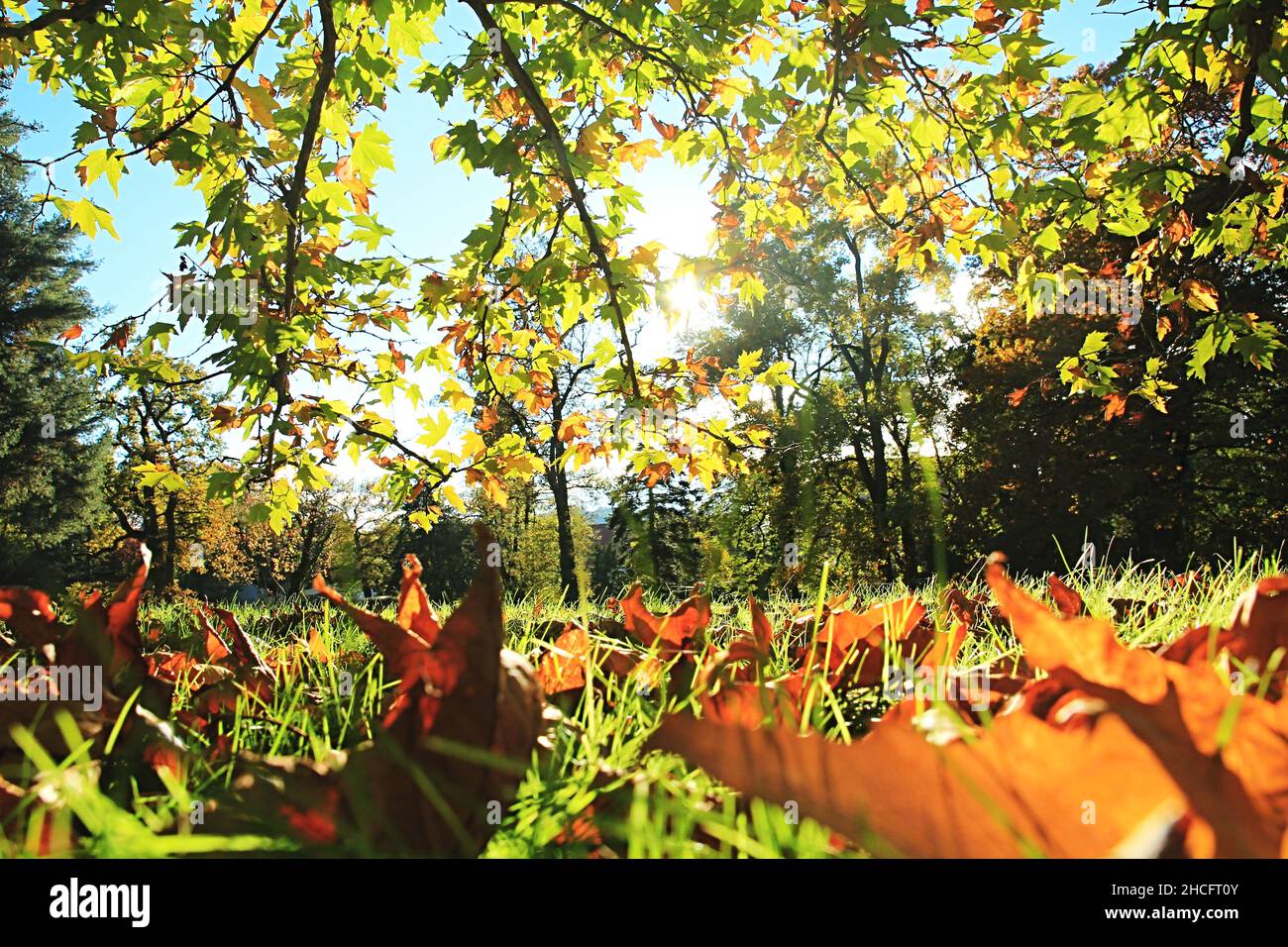 Low angle closeup of colorful autumn leaves on the ground under a tree ...