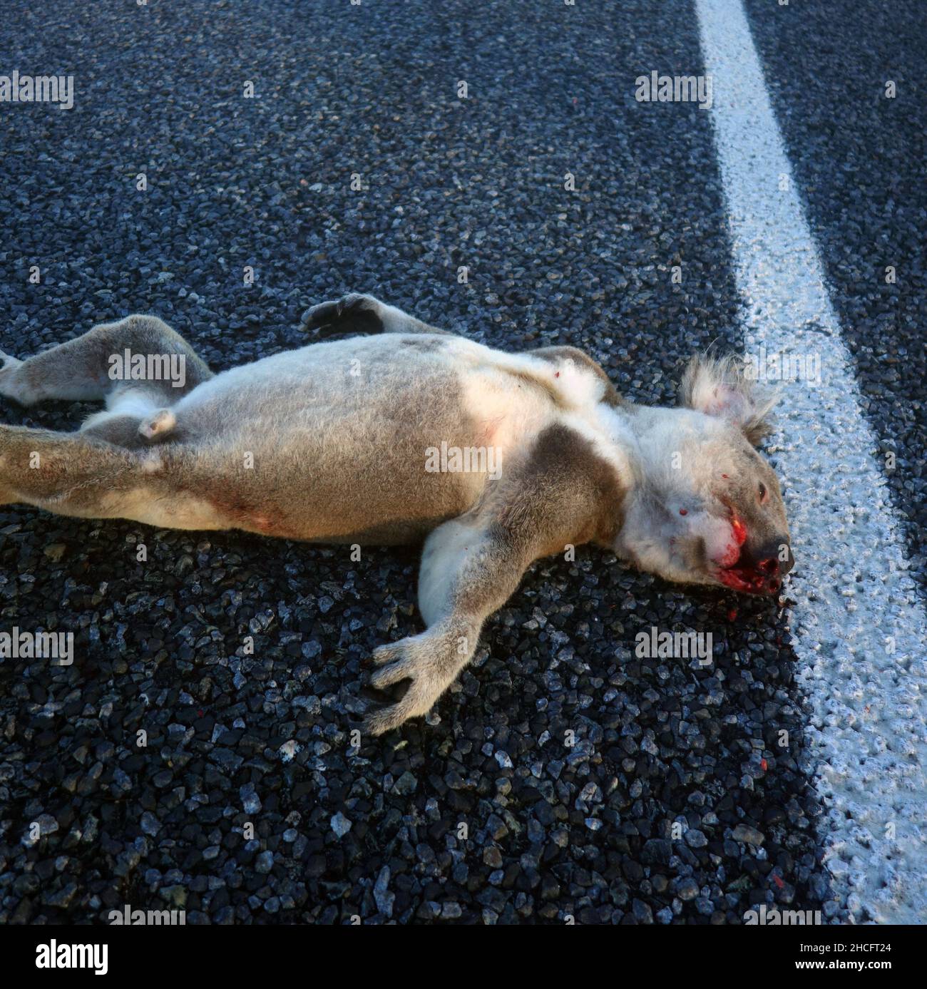 Roadkillled koala (Phascolarctus cinereus)  on highway, central Queensland, Australia Stock Photo