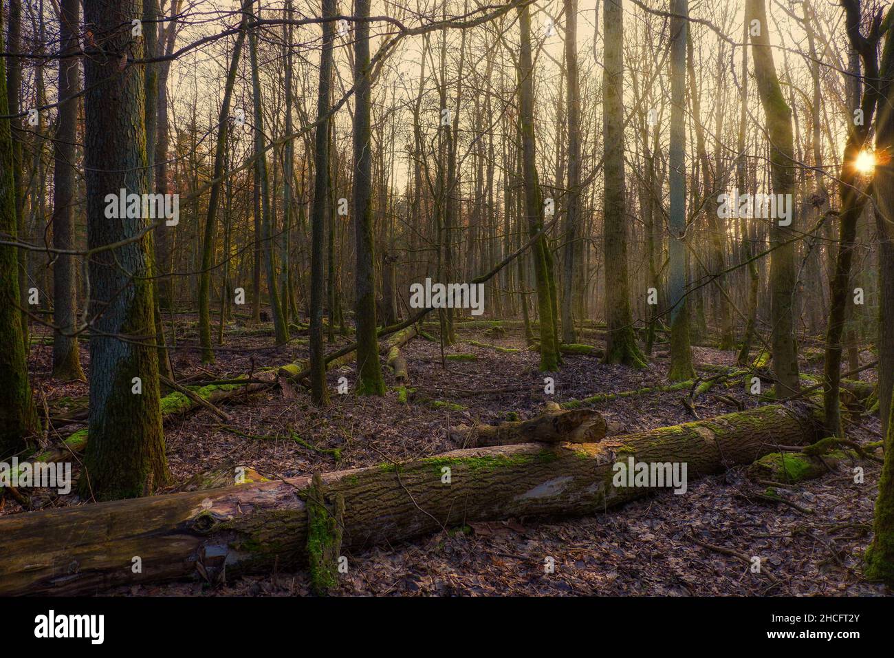 Beautiful view of a forest with dry trees during sunset Stock Photo - Alamy