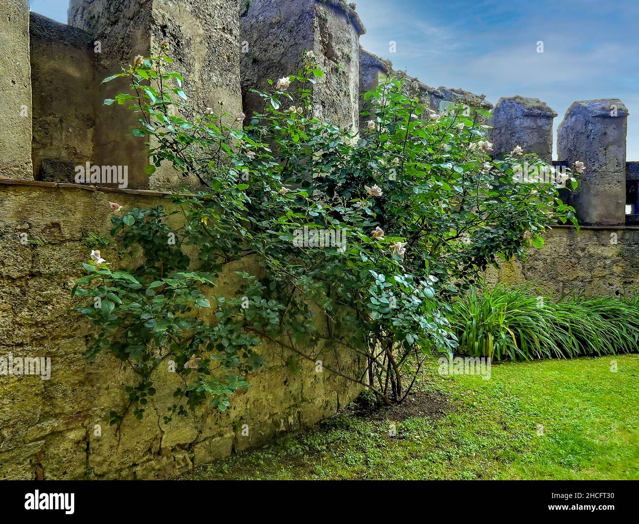 Old stone wall and a garden with green plants and grass Stock Photo - Alamy