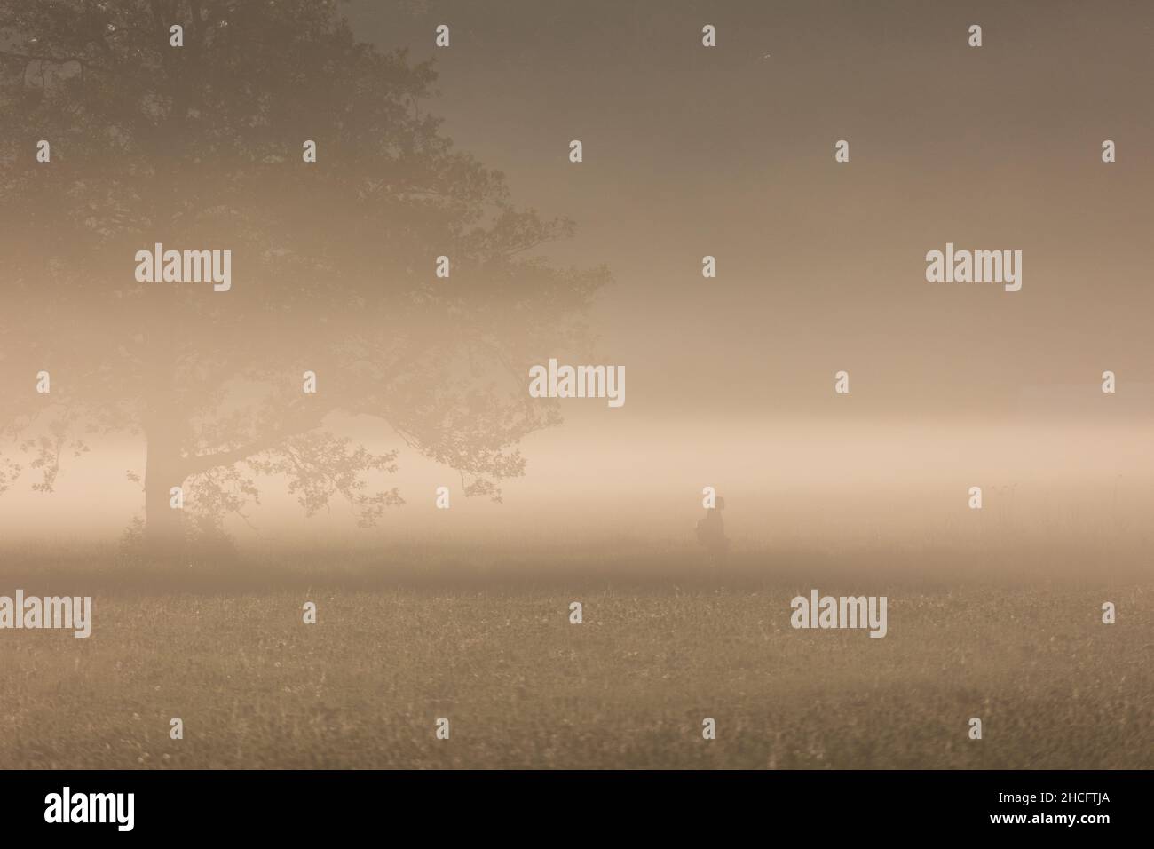 Lonely tree silhouette visible through dense fog Stock Photo - Alamy