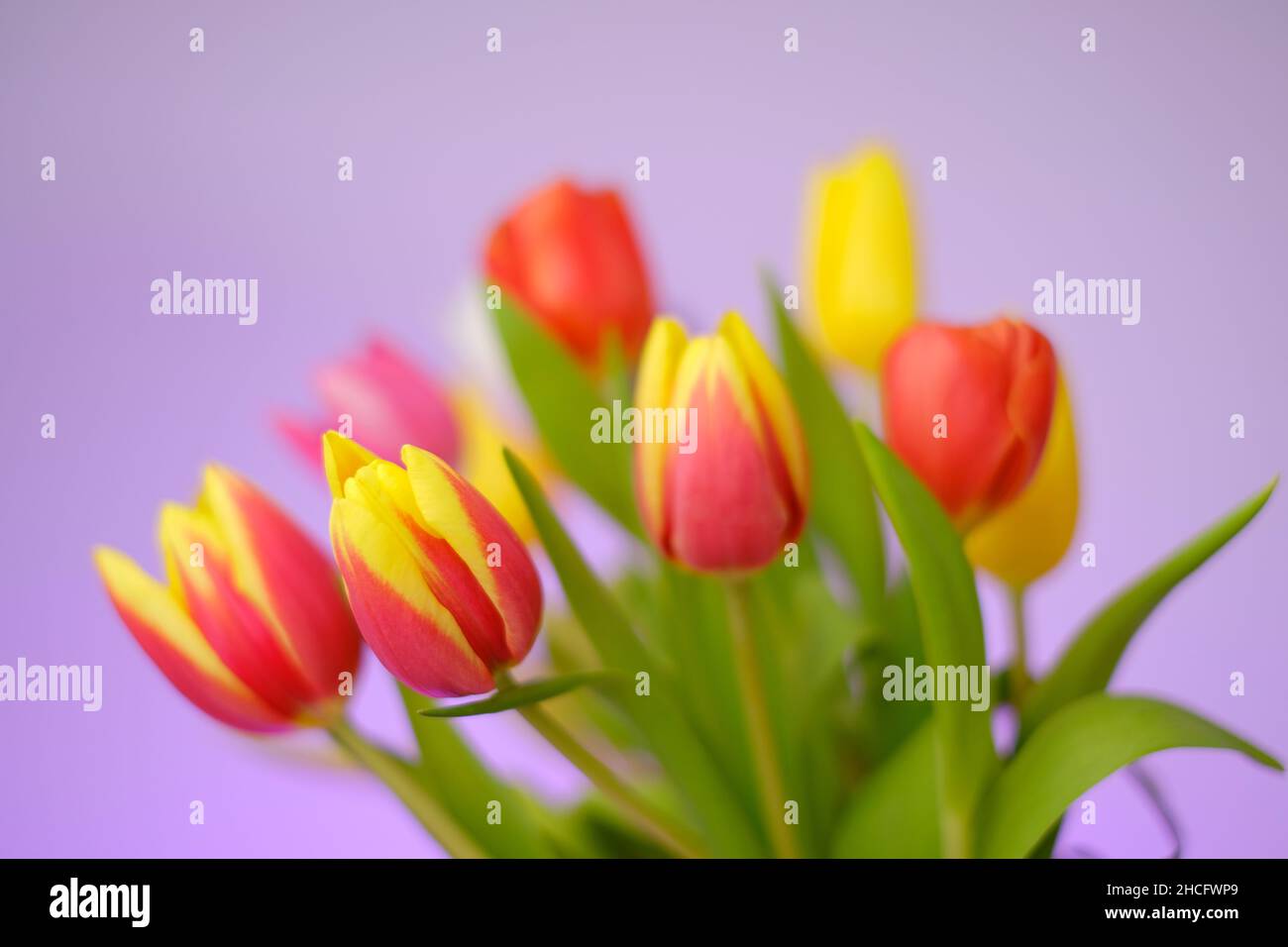 Tulips flowers. Multicolored tulips bouquet on a purple background. Spring tulips flowers bouquet.Floral delicate background Stock Photo