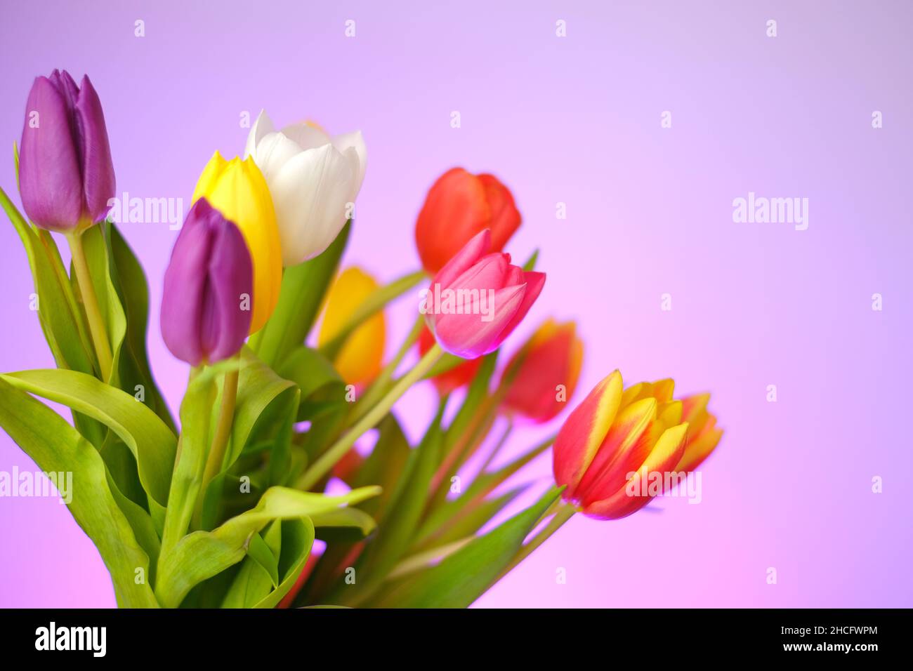Tulips flowers. Multicolored tulips bouquet on a purple background. Spring flowers bouquet.Floral delicate background Stock Photo