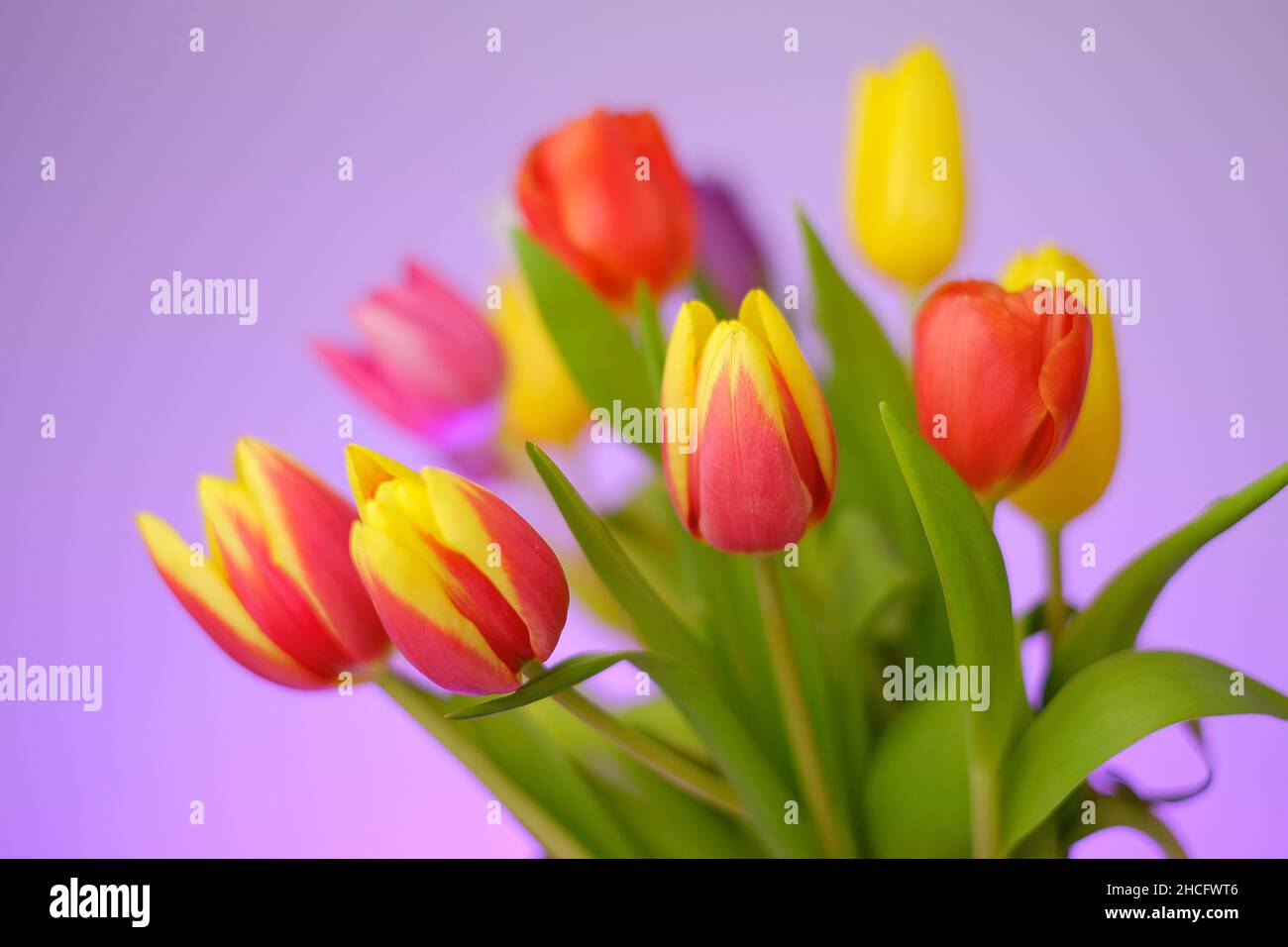 Tulips flowers bouquet on a purple background. Spring tulips flowers bouquet.Floral delicate background Stock Photo