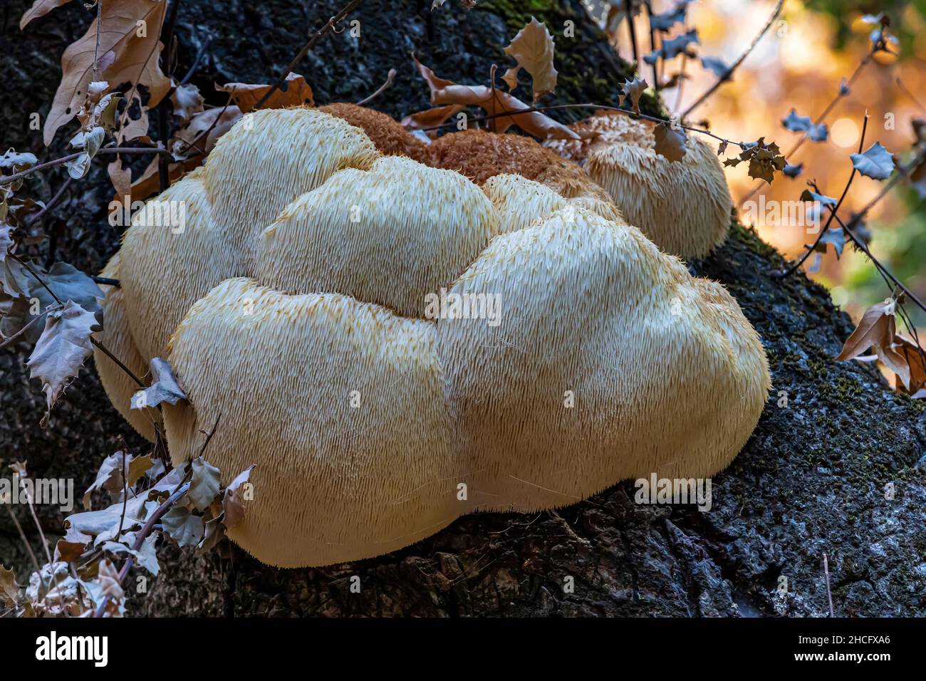 Lion's Mane, Hericium erinaceus, mushroom on a dead or dying tree along the Sycamore Trail in Pinnacles National Park, California, USA Stock Photo