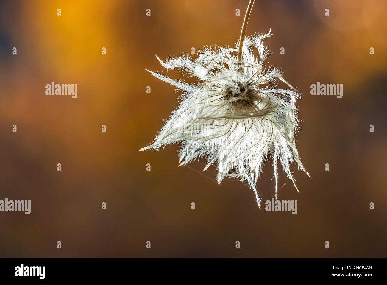 Virgin's Bower, Clematis ligusticifolia, feathery seed head along Sycamore Trail in Pinnacles National Park, California, USA Stock Photo