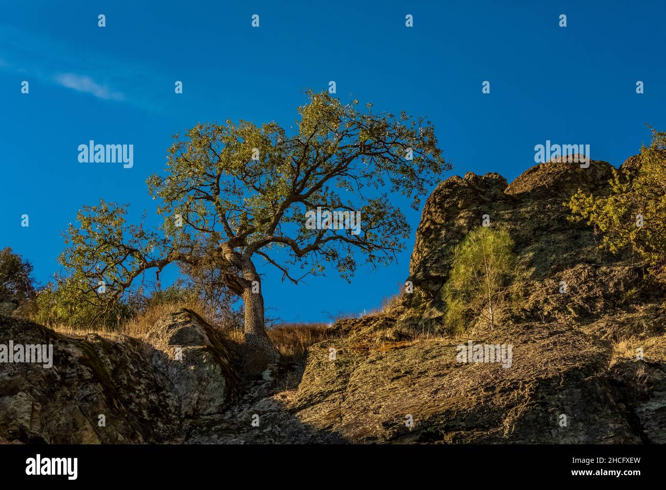 Oak Tree above Sycamore Trail in Pinnacles National Park, California, USA Stock Photo