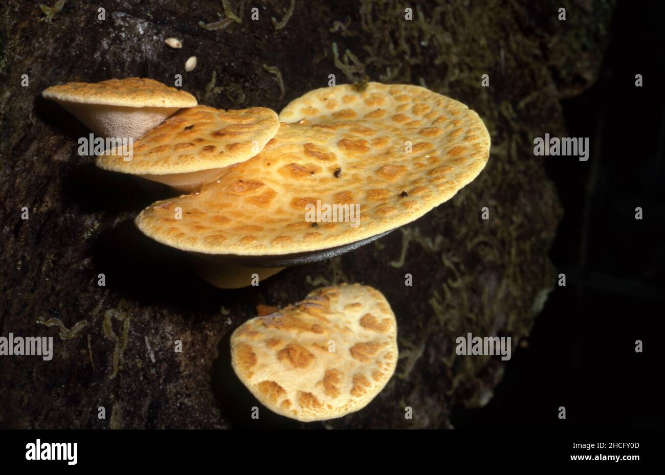 Neolentiporus is a fungal genus in the family Fomitopsidaceae. It contains Neolentiporus squamosellus. Stock Photo