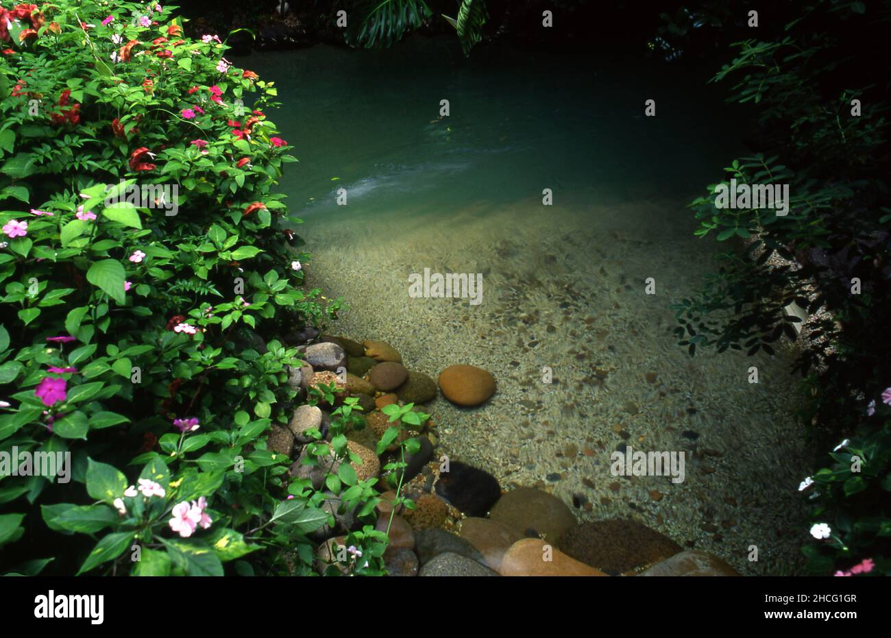 SECLUDED GARDEN POND SURROUNDED BY IMPATIENS AND ASSORTED SHRUBS, SYDNEY, NEW SOUTH WALES, AUSTRALIA. Stock Photo