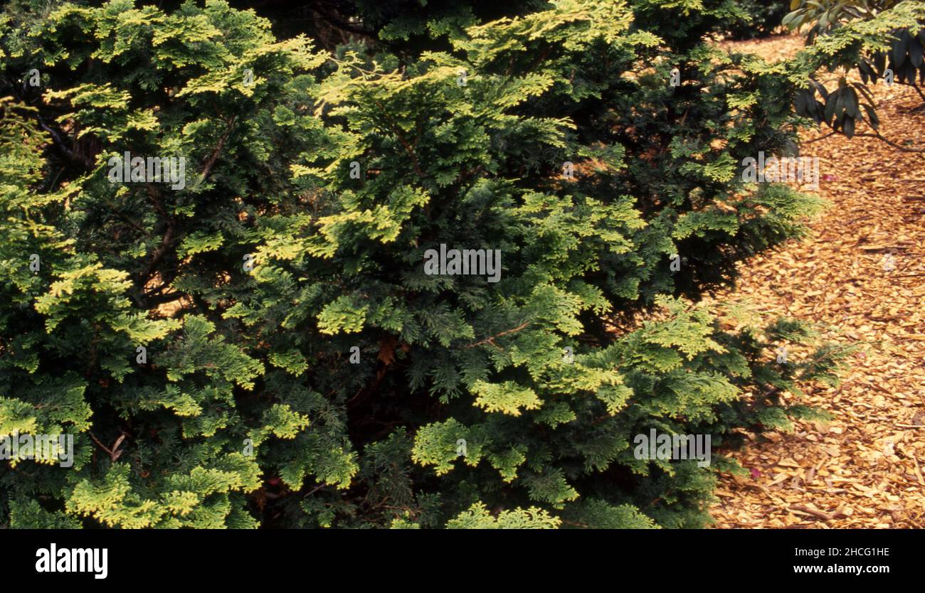 Chamaecyparis obtusa tree (Commonly known as Japanese cypress, hinoki cypress or hinoki. Stock Photo