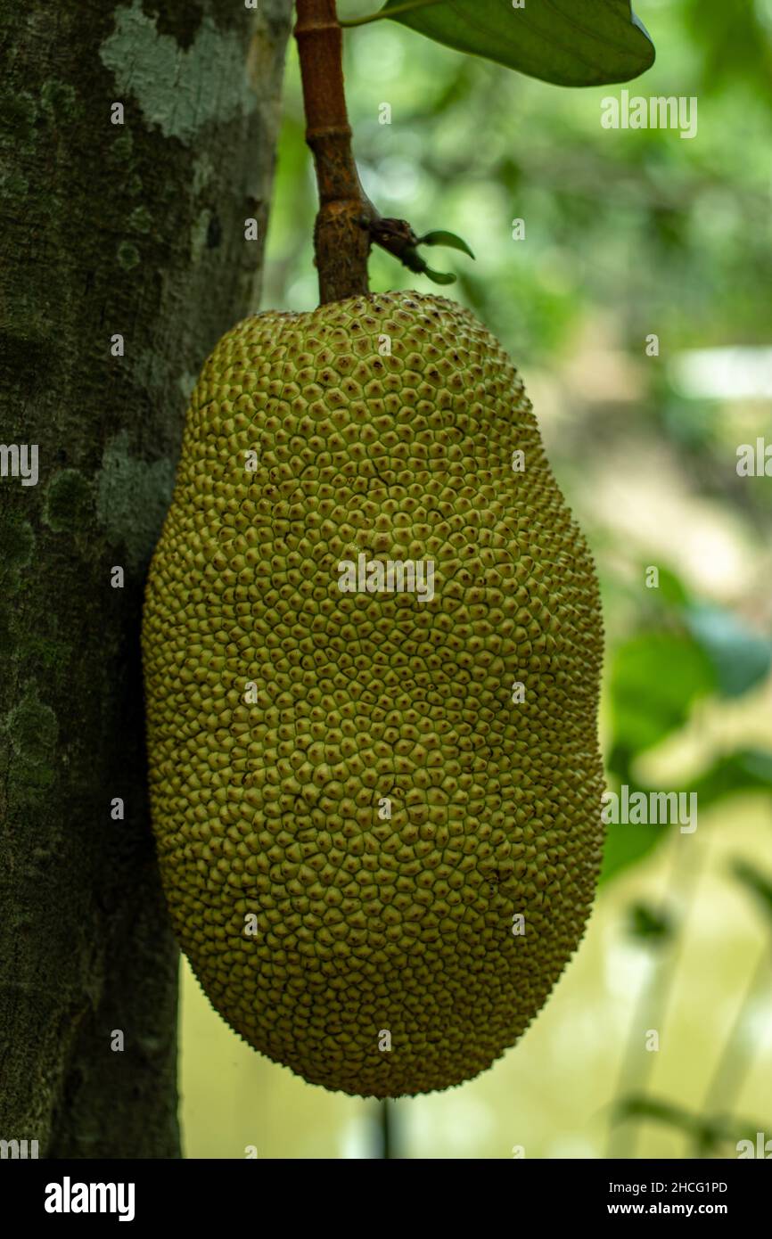 The biggest jackfruit is a popular fruit in Bangladesh. The pulp of the ripe fruit is eaten fresh and unripe fruits cooking Stock Photo