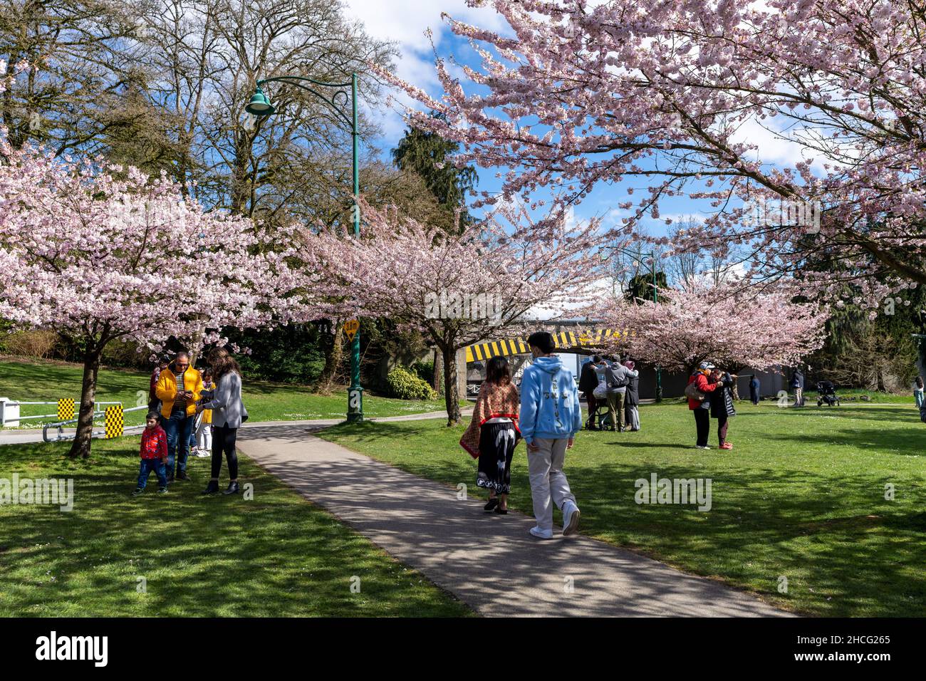 Vancouver City, BC, Canada April 4 2021 Stanley Park cherry