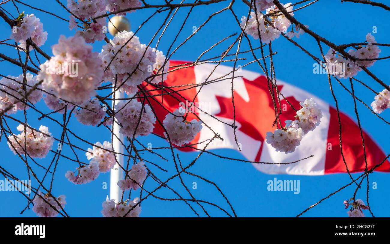 Close up National Flag of Canada and cherry blossoms in full bloom. Concept of canadian urban city life in spring time. Stock Photo