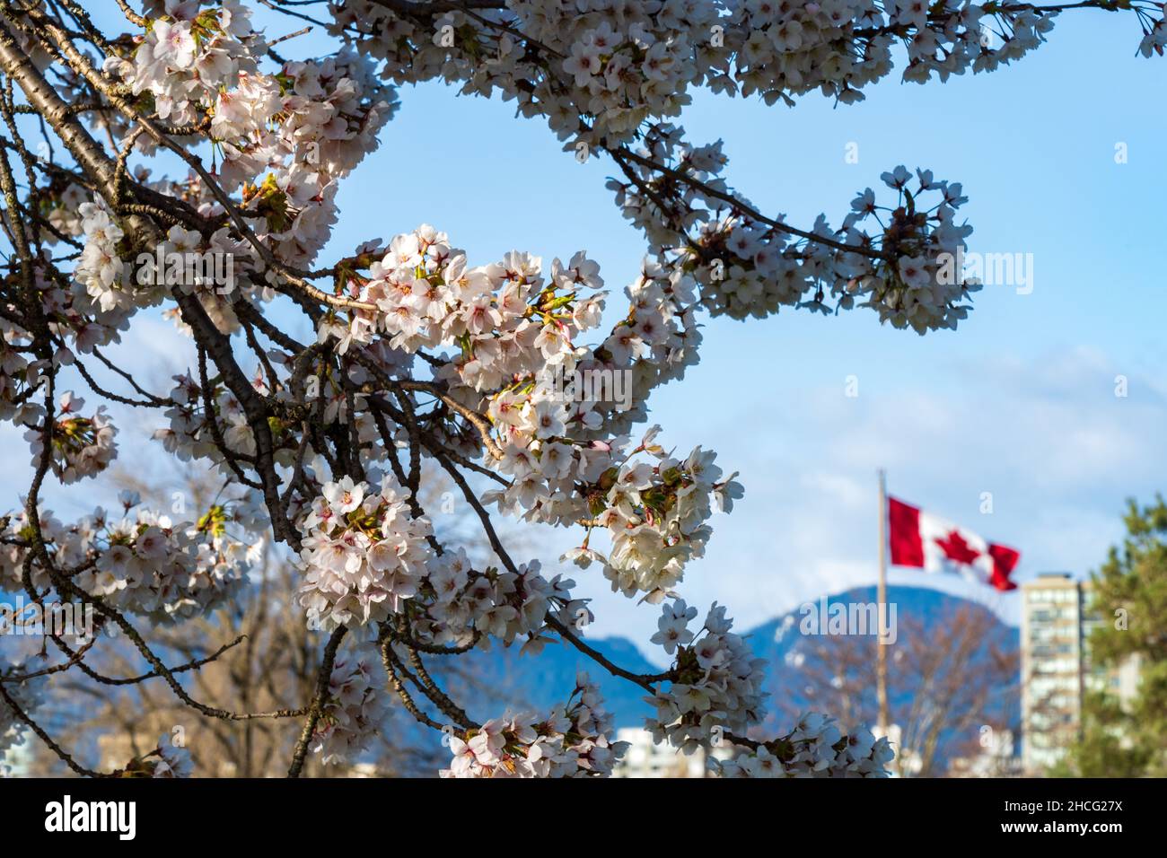 Close up National Flag of Canada and cherry blossoms in full bloom. Concept of canadian urban city life in spring time. Stock Photo