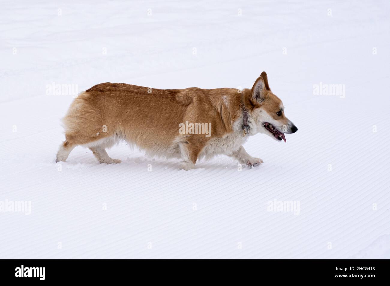 A dog in the snow. Winter in Russia. High quality photo Stock Photo