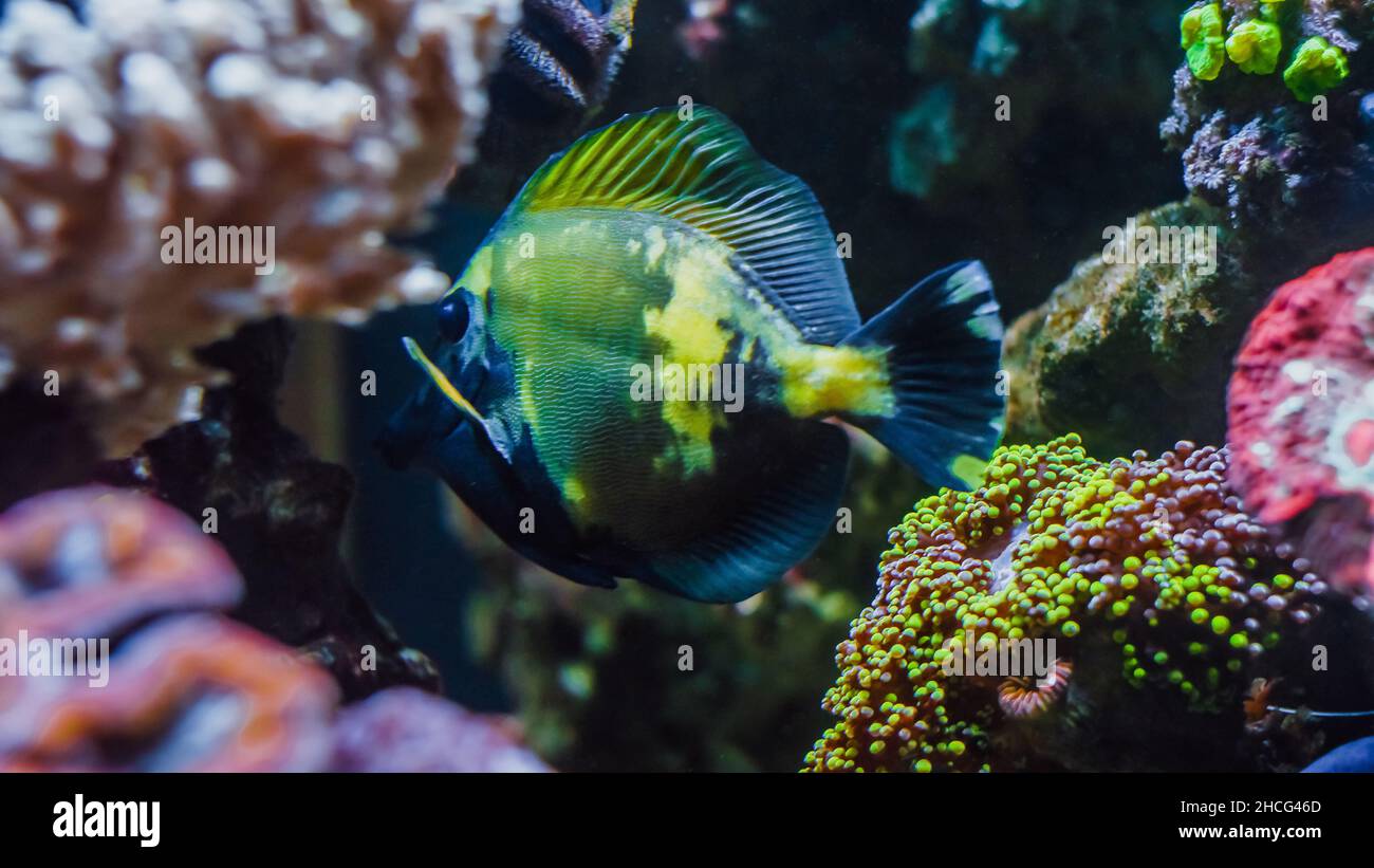 Aquarium fish tank filled with beautiful exotic fish. Underwater habitat Stock Photo