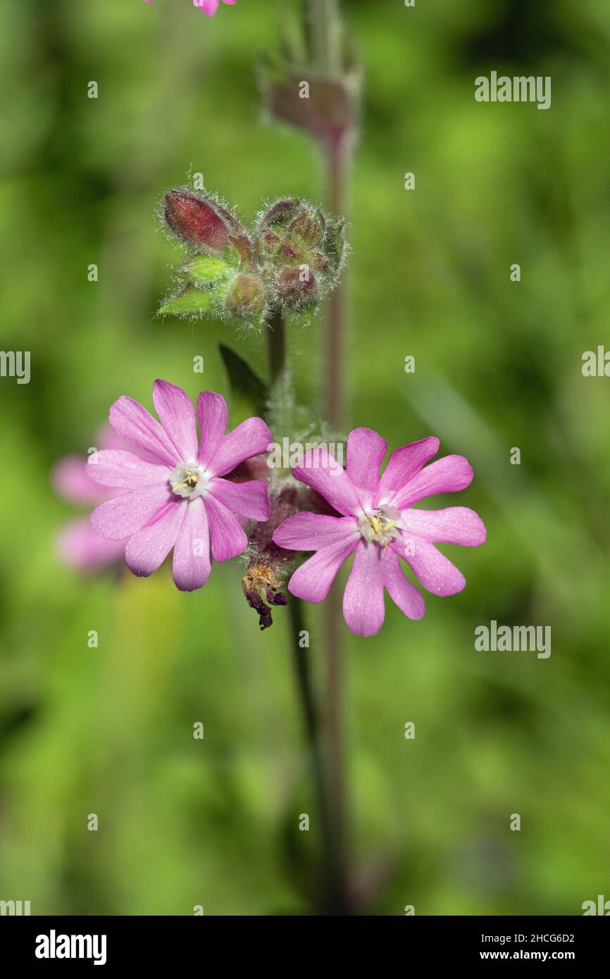 Unisexual flowers examples deals