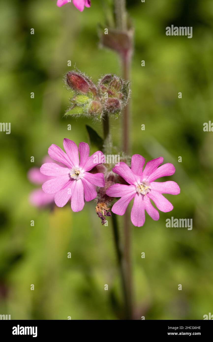 Red Campion (Silene dioica). Male flower having stamens. Unisexual. Hairy plant. Deeply notched five petals and sepals. Buds, two flowers at eye level. Stock Photo