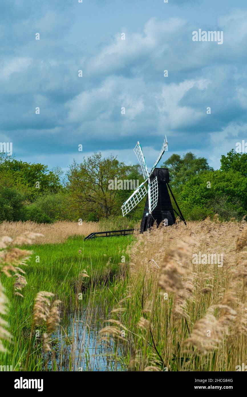 Wetland with Phragmites Reed, View of Wicken Fen with windmill water pump, Cambridgeshire, England, May. Stock Photo