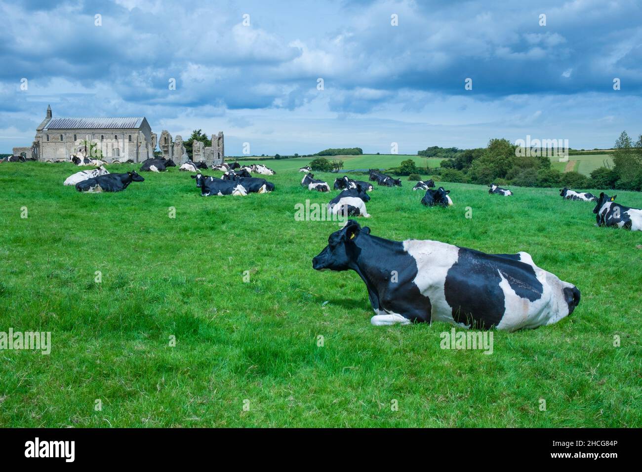 Holstein Friesian dairy cattle; on grass pasture with Binham Priory in ...