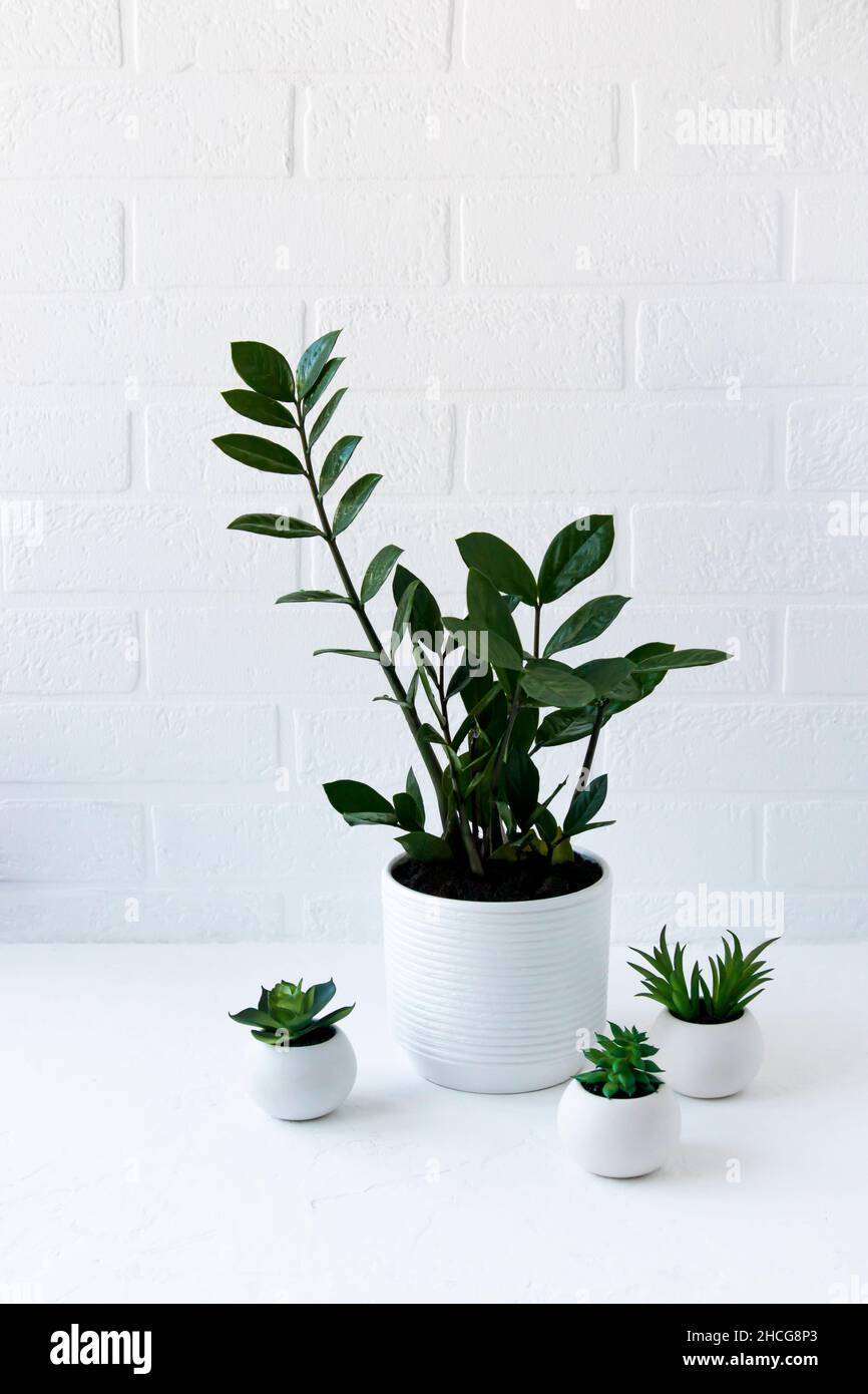 potted houseplants on a table against a white brick wall. Mini-Interior Terrier concept Stock Photo