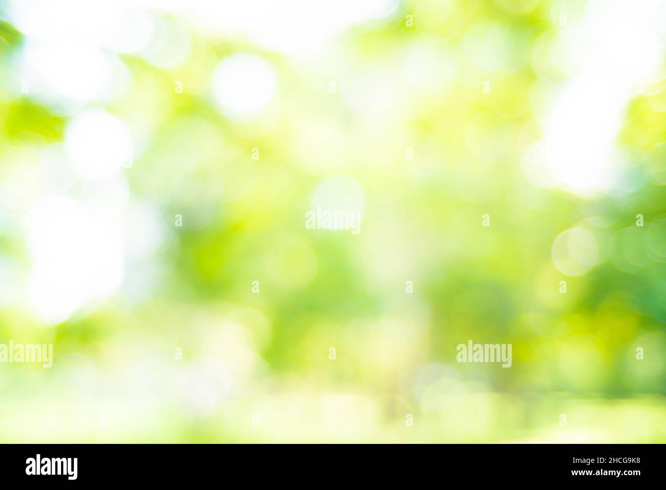 Abstract blurred green park with sun light beam, Nature scene Stock ...