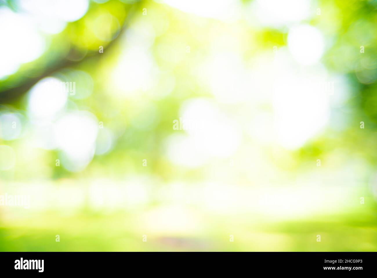 Abstract blurred green park with sun light beam, Nature scene Stock ...
