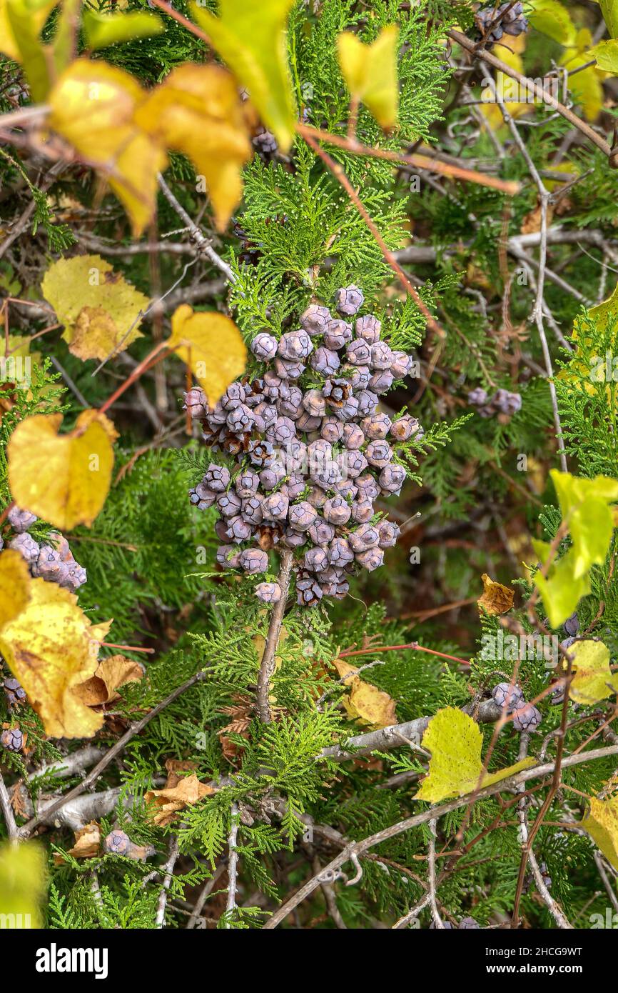 Side view of thuja branches with mature brown cones closeup. Selective focus Stock Photo