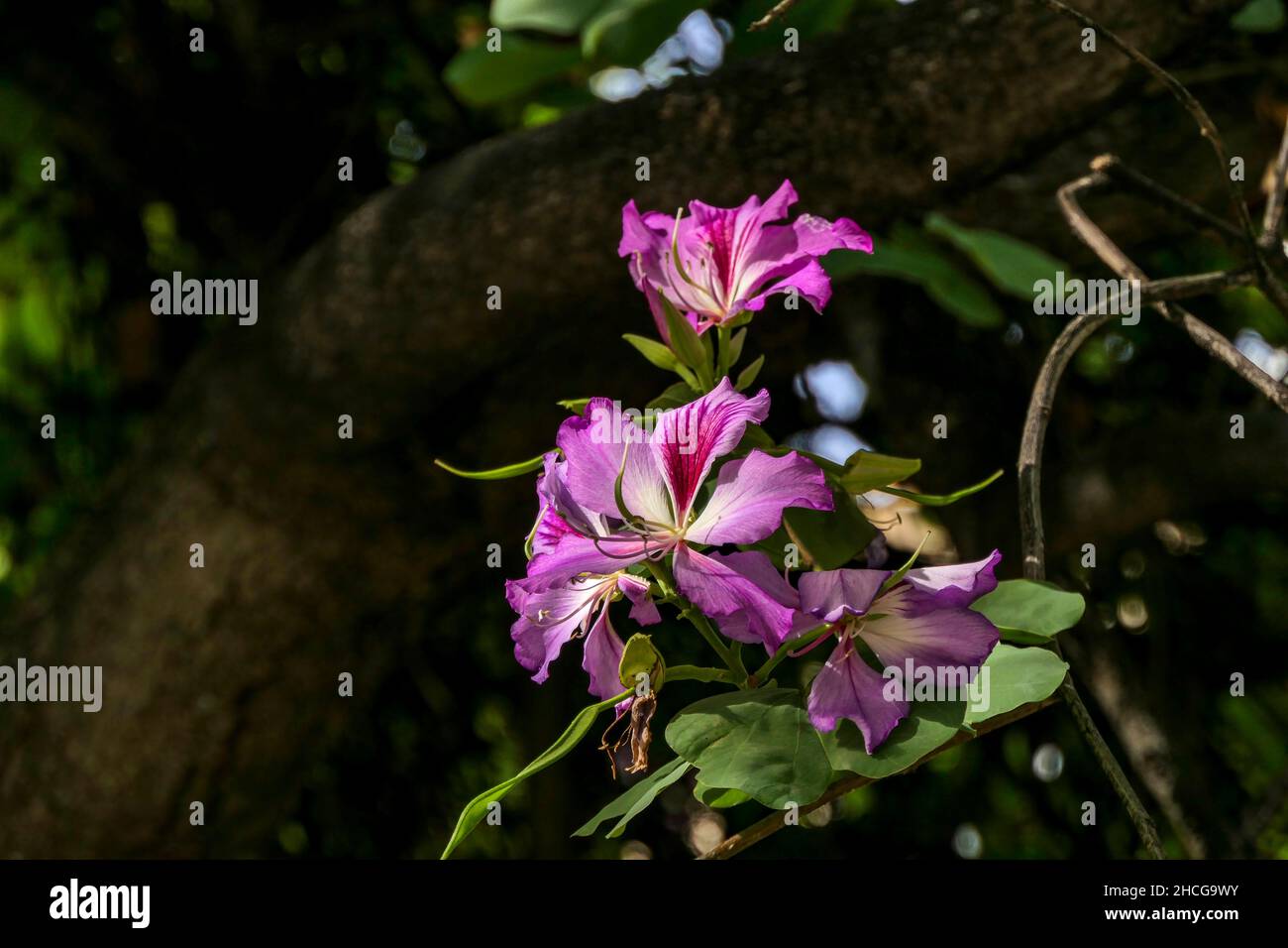 Pink flowers of the Orchid tree closeup on a dark blurred background. Bauhinia Stock Photo