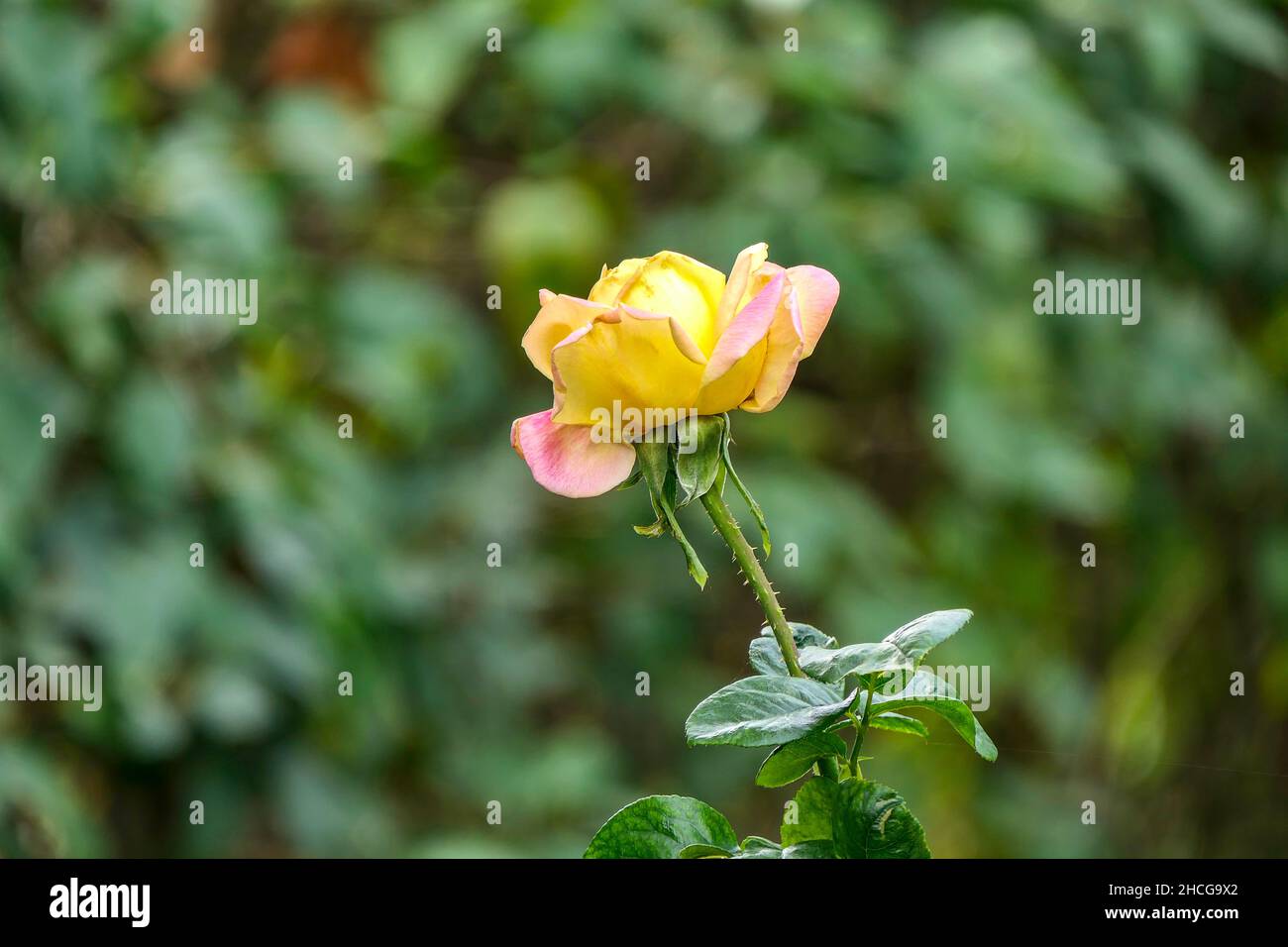 Side view of a yellow-pink flower hybrid tea roses closeup on a green blurred background. Selective focus Stock Photo