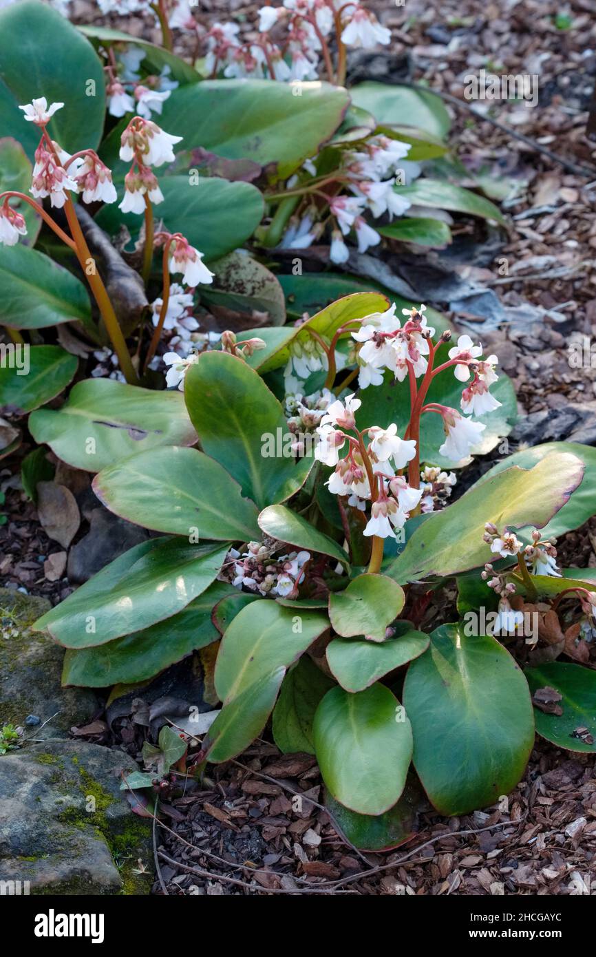 Bergenia emeiensis. Bell-shaped white flowers in spring Stock Photo