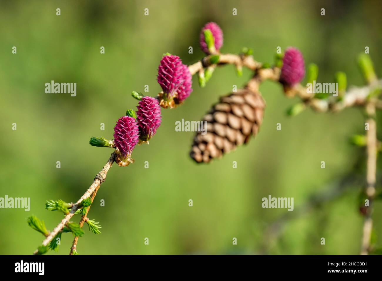 EUROPEAN LARCH COMMON LARCH, Larix decidua. Female flowers that will become cones Stock Photo