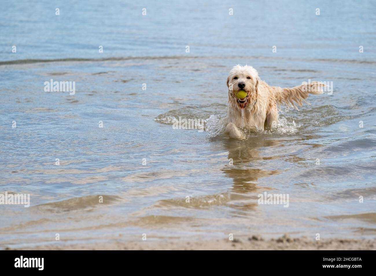 Labradoodle dog runs out of the water with a yellow ball in its mouth ...