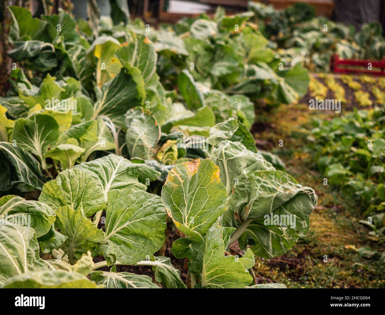 Natural Organically grown vegetables and plants are grown in a