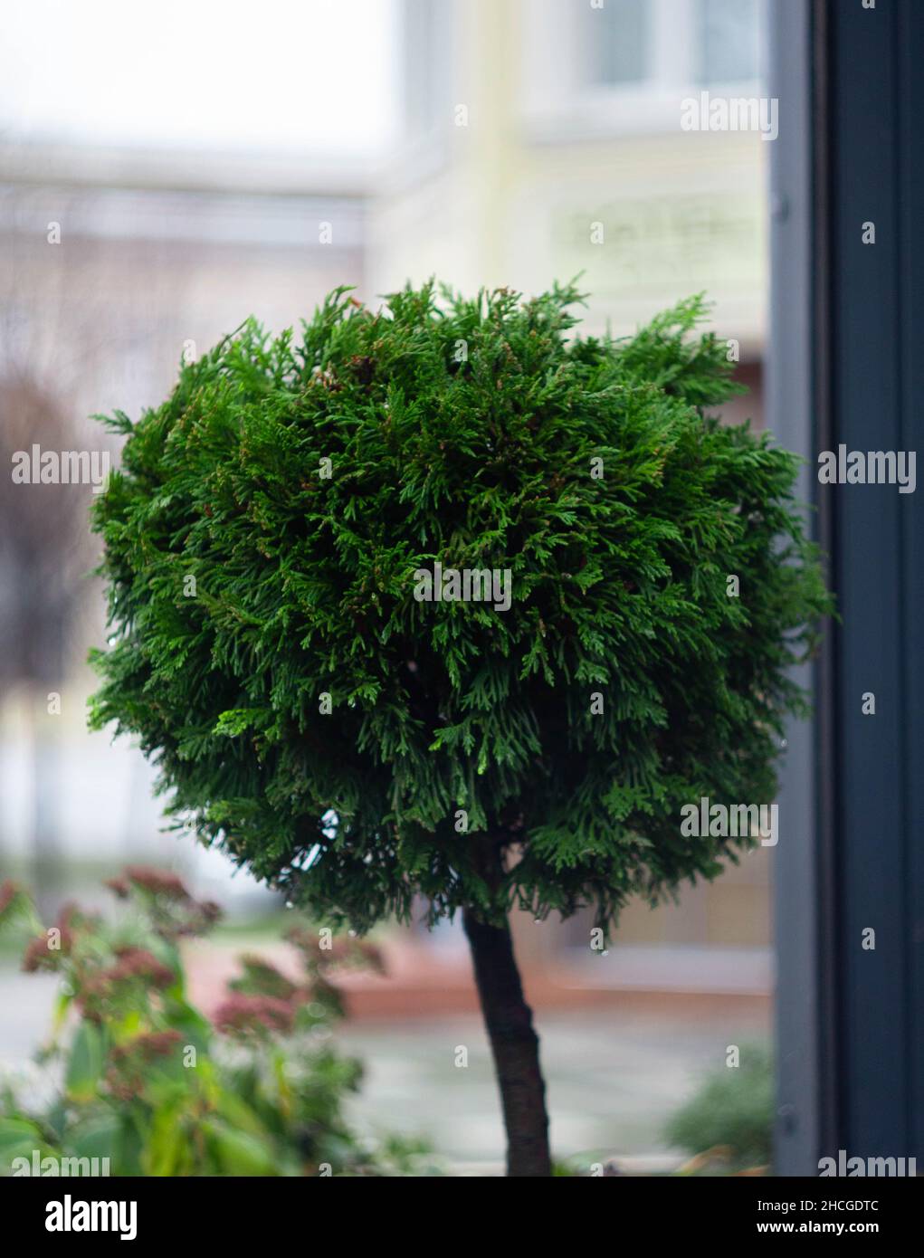 Vertical shot of a round tuja tree with blurred background Stock Photo