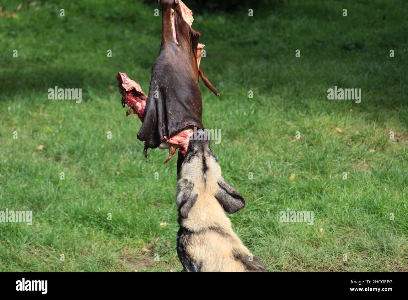 Wild dog eating a corpse of a victim hanging on a chain with a background of green grass Stock Photo