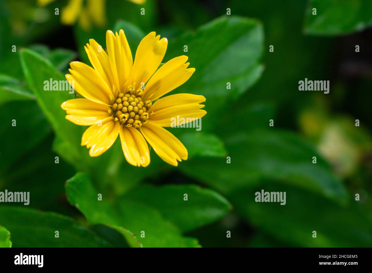 Yellow wadelia flowers and green leaves as background. Stock Photo