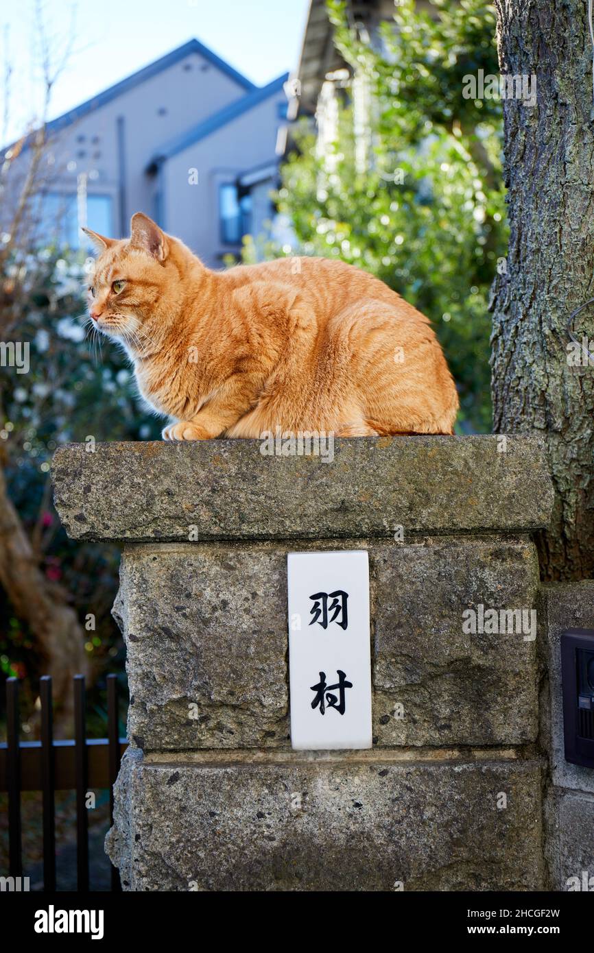 Big ginger cat hires stock photography and images Alamy