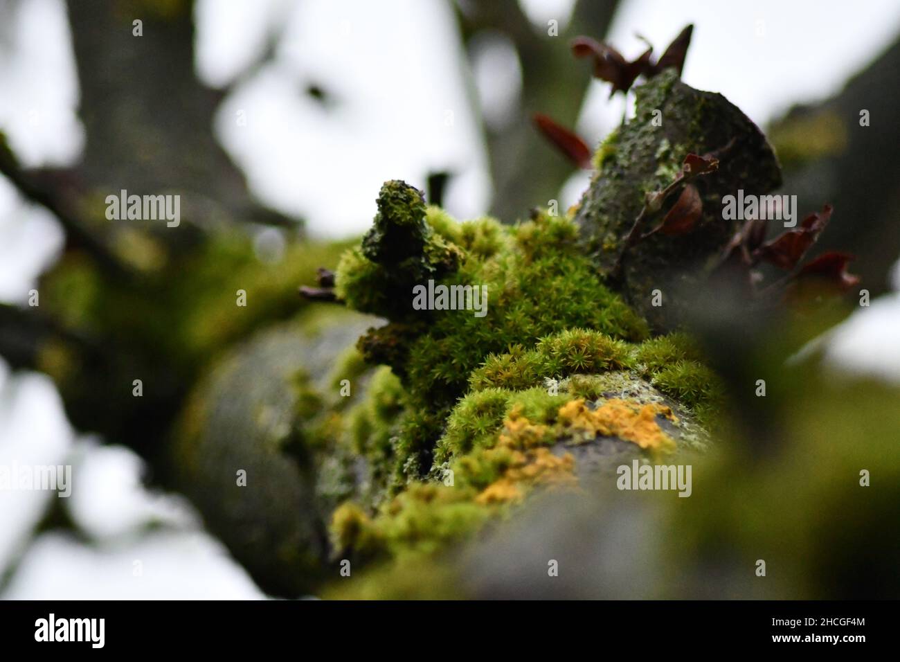 A view of an apple tree branch in Autumn covered in Moss, Bryophyta sensu stricto Stock Photo