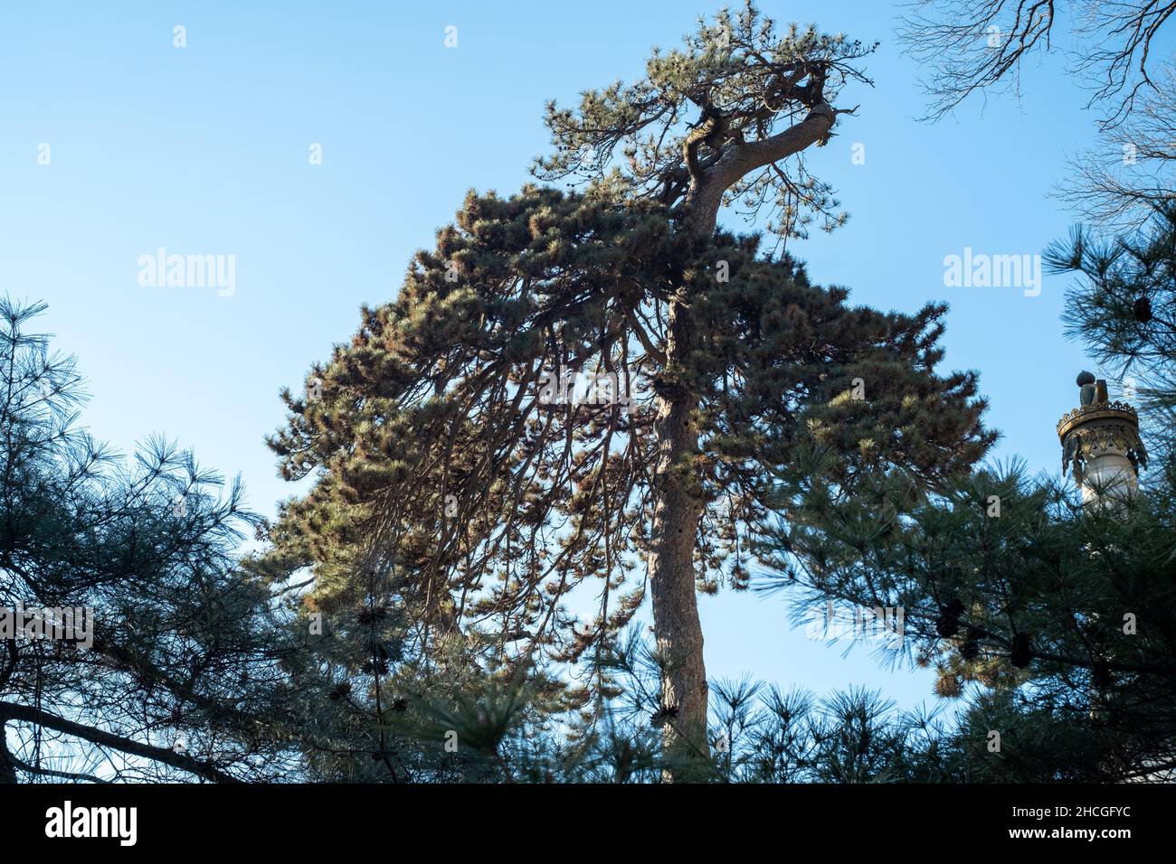 Pine tree shaped like a phoenix in Tanzhe Temple situated in the Western Hills, a mountainous area in western Beijing, China. 29-Dec-2021 Stock Photo