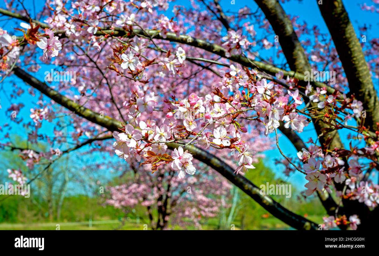 white blossoms on the twigs of a tree before blue sky in spring Stock Photo